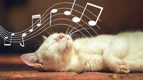 Does Music Calm Cats? And What About the Benefits of Nature Sounds?